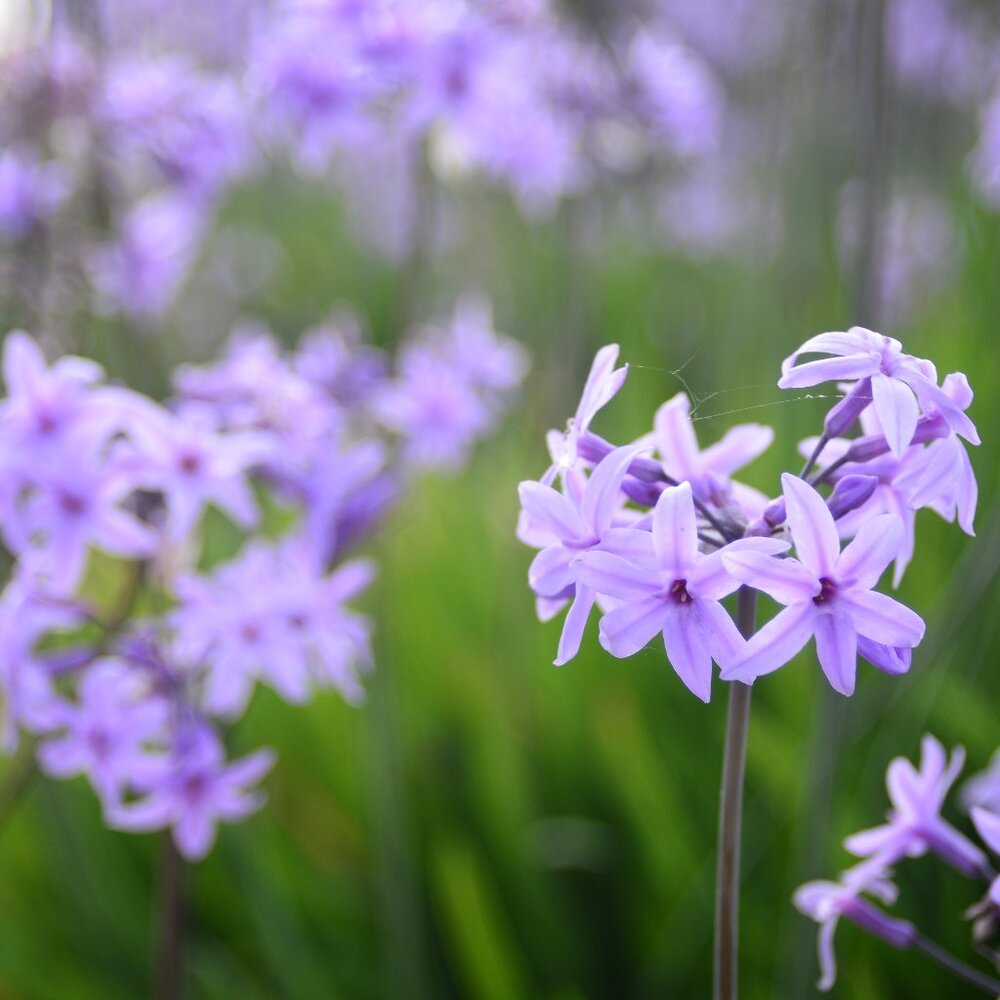 Meet your Posher, Kris